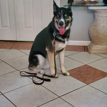 Sit Means Sit Dog Training Clermont - Staying like a good dog! - Pet Training Near Me - Mascotte, Florida