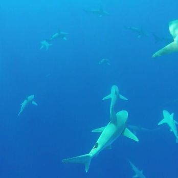 One Ocean Diving - Free Diving Near Me - Haleiwa, Hawaii