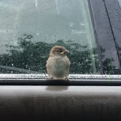 Wendy's - Sat in the car and ate why the bird watched