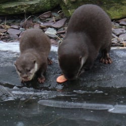 WWT Martin Mere Wetland Centre
