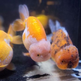 Rainbow Aquarium and Pond - Aquarium Services Near Me - Arleta, California Rainbow Aquarium and Pond - Aquarium Services Near Me - Arleta, California
