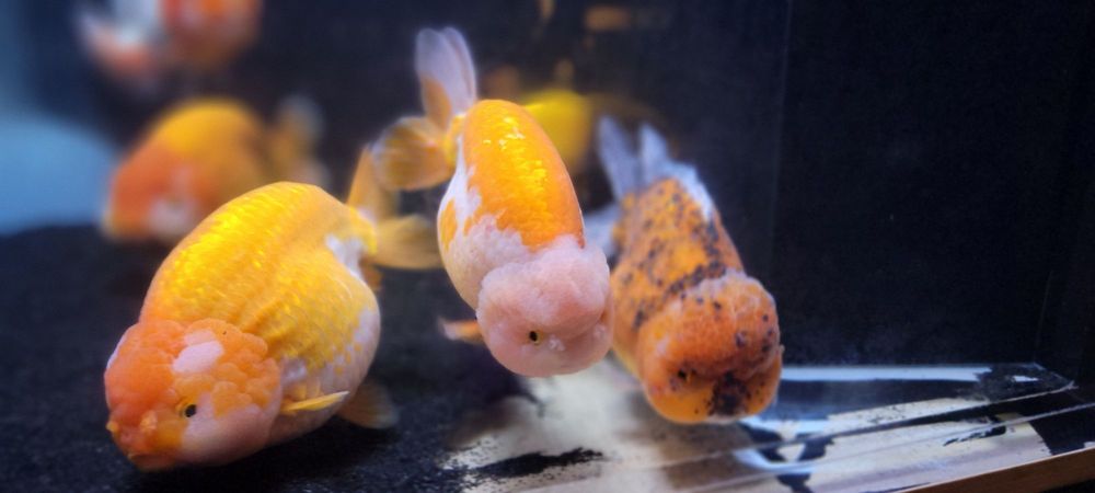 Rainbow Aquarium and Pond - koi in Arleta, CA