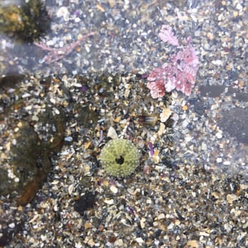 Glass Beach - A little guy. I can't remember what this is called, sorry 6th grade science teacher. - Beaches Near Me Glass Beach - A little guy. I can't remember what this is called, sorry 6th grade science teacher. - Beaches Near Me