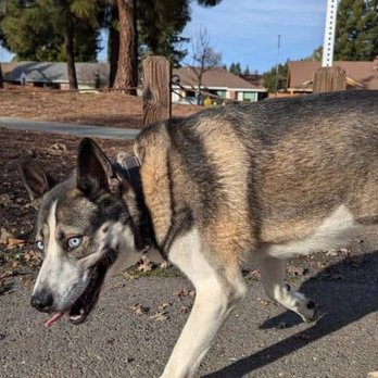 K9 Cancun - Pet Boarding Near Me - Citrus Heights, California K9 Cancun - Pet Boarding Near Me - Citrus Heights, California