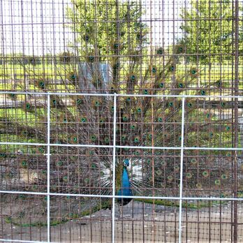 Merrymead Farm - a peacock in a cage - Bakeries Near Me - Lansdale, Pennsylvania Merrymead Farm - a peacock in a cage - Bakeries Near Me - Lansdale, Pennsylvania