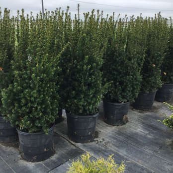 Shademaster Nursery - Nurseries & Gardening Near Me - Davenport, Iowa Shademaster Nursery - Nurseries & Gardening Near Me - Davenport, Iowa