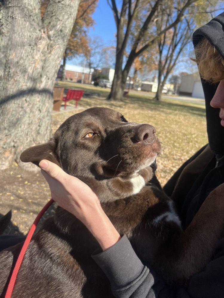 CLAWS & PAWS RESALE & ANIMAL RESCUE CENTER Updated September 2024