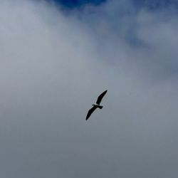 Fenton Marketplace - Grey gull near Costco Feb 28, 2025