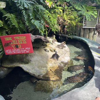 Florida Keys Aquarium Encounters - Got to feed turtles too. - Aquariums Near Me - Marathon, Florida