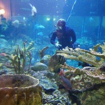 Shedd Aquarium - Aquariums Near Me - Chicago, Illinois Shedd Aquarium - Aquariums Near Me - Chicago, Illinois