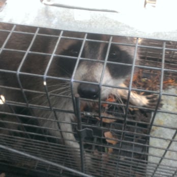 Pest Control Solutions & Services - Pest Control Near Me - Largo, Florida