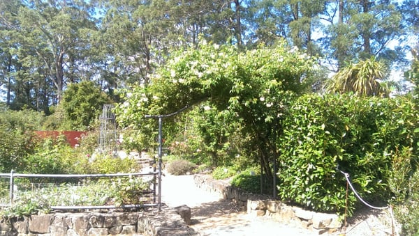 Blue Mountains Botanic Garden Mount Tomah by null