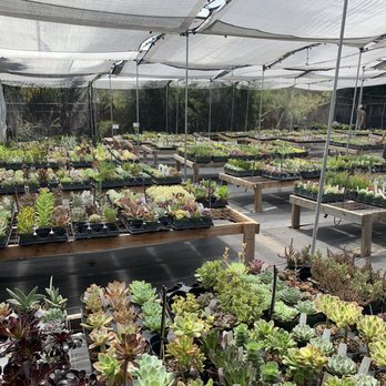 Evergreen Farm - large variety of succulents! - Nurseries & Gardening Near Me - San Jose, California Evergreen Farm - large variety of succulents! - Nurseries & Gardening Near Me - San Jose, California