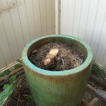 Bassett Tree Service - After the Phoenix Palm was removed. - Tree Services Near Me Bassett Tree Service - After the Phoenix Palm was removed. - Tree Services Near Me