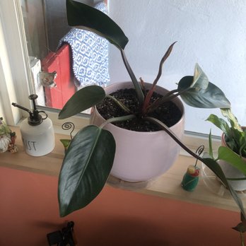 Pueblo - Nurseries & Gardening Near Me - Phoenix, Arizona