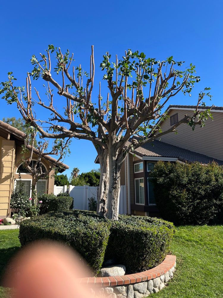 ALL AROUND GREEN TREE SERVICE 29 Photos Corona, California Tree
