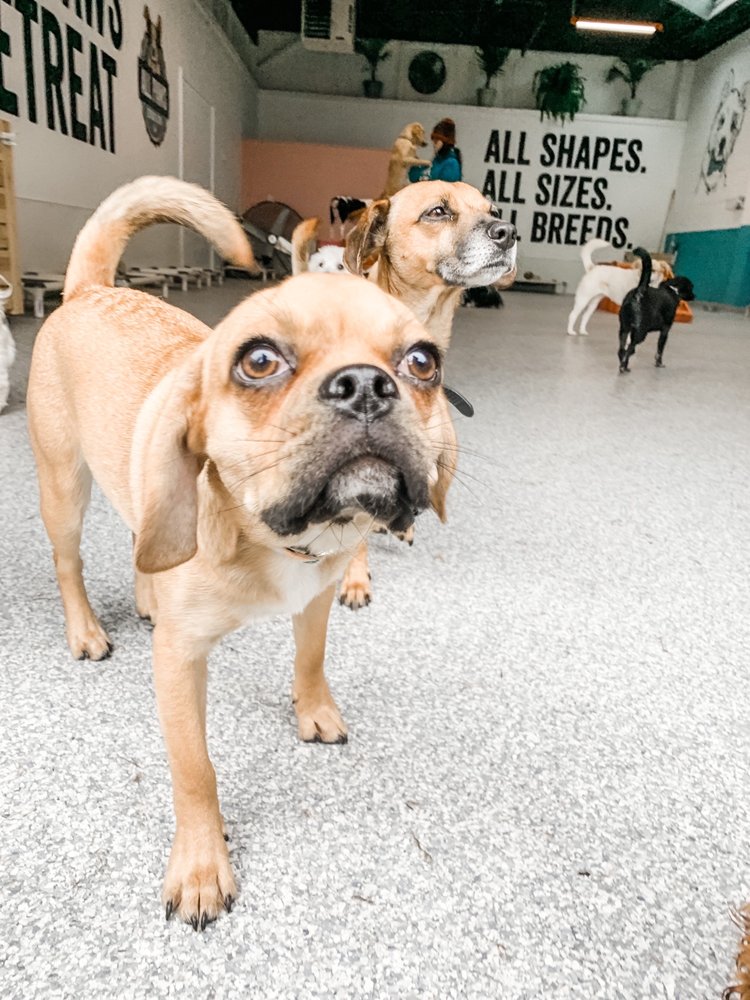 ALL PAWS RETREAT 76 Photos & 25 Reviews 154 S Yale Ave, Columbus