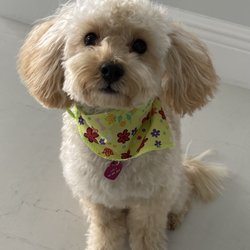 Heel 2 Heal, Inc. - Miniature poodle