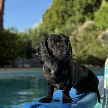 VEG ER for Pets - Emergency Pet Hospital Near Me - Palm Desert, California