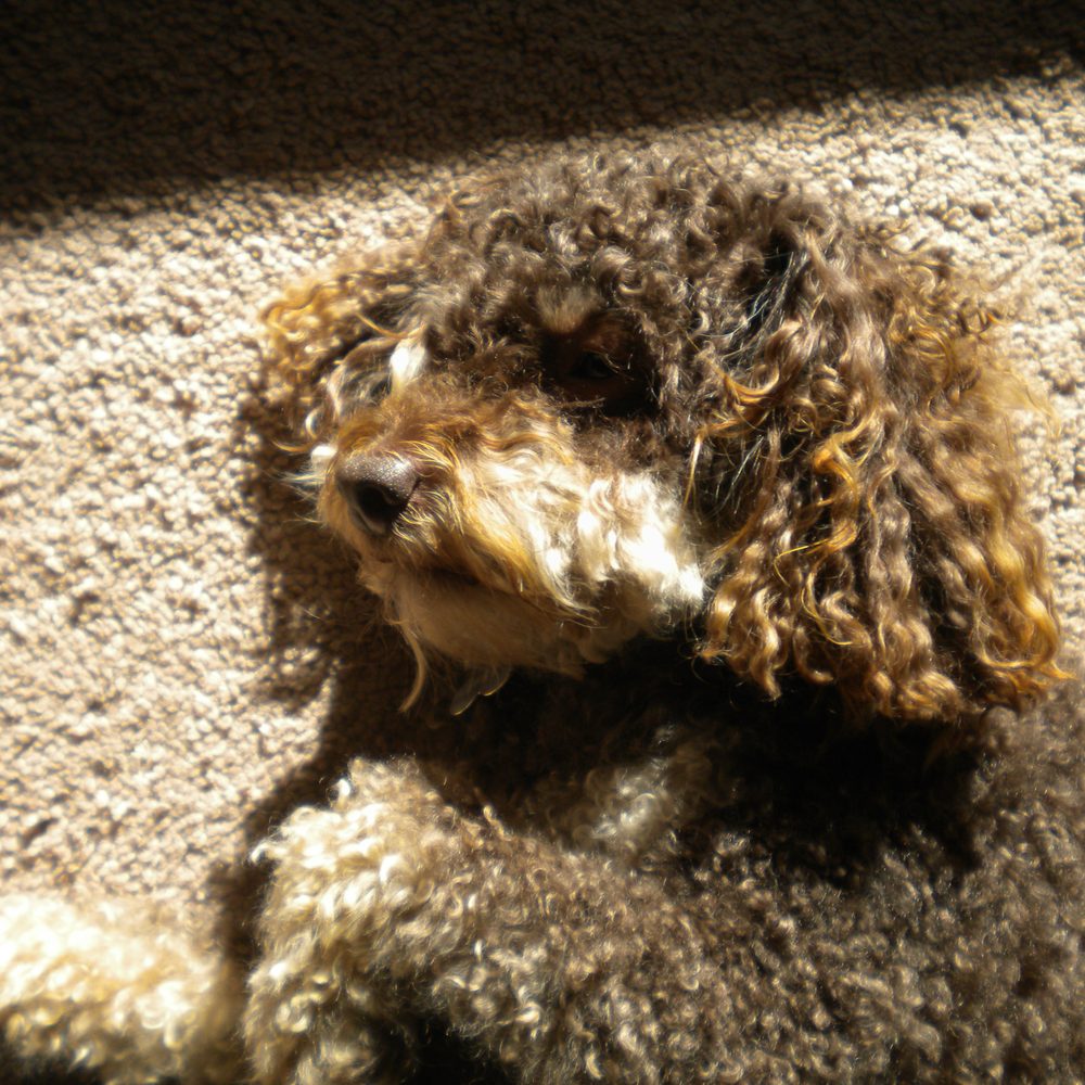 Paws Plaza - Resting after a morning Grooming with Jackie & Staff. Beautiful new facility and always great Service. - Pet Groomers Near Me - Santa Fe, New Mexico Paws Plaza - Resting after a morning Grooming with Jackie & Staff. Beautiful new facility and always great Service. - Pet Groomers Near Me - Santa Fe, New Mexico