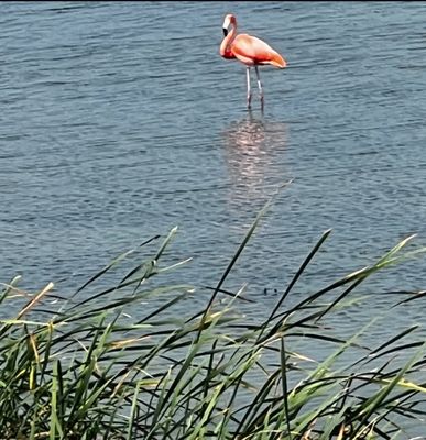 Leonabelle Turnbull Birding Center by null