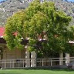 Springville Union School - The tree of Springville Elementary School