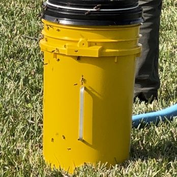 All Bees Removal - Bunch of bees is a bucket - Pest Control Near Me - Davie, Florida All Bees Removal - Bunch of bees is a bucket - Pest Control Near Me - Davie, Florida
