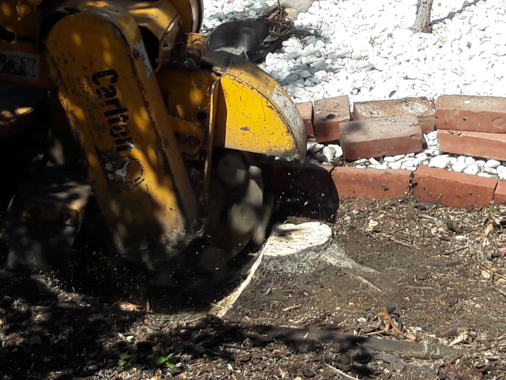 Torres Tree Service - tree service in San Jose, CA