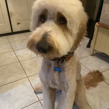 Shampooch Pet Styles - Left his face nice and fluffy - Pet Groomers Near Me - Temecula, California Shampooch Pet Styles - Left his face nice and fluffy - Pet Groomers Near Me - Temecula, California