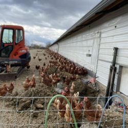 Advanced Foundation Repair - Our crew had a job at a chicken house, so the chickens came to thank them for a job well done :)