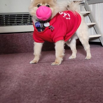 Fur Babies Obedience Camp - Dog Walkers Near Me Fur Babies Obedience Camp - Dog Walkers Near Me