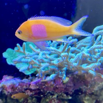 Color Aquaria - Aquarium Services Near Me Color Aquaria - Aquarium Services Near Me