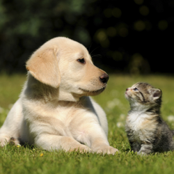 Pleasant Paws Veterinary Care