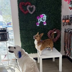 Woof Gang Bakery & Grooming - Marley got her hair dyed and made a friend! Then got some treats!