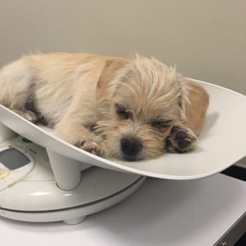 Park Slope Veterinary Center - my puppy was very relaxed and felt comfortable thanks to the amazing staff. - Veterinarians Near Me - Brooklyn, New York