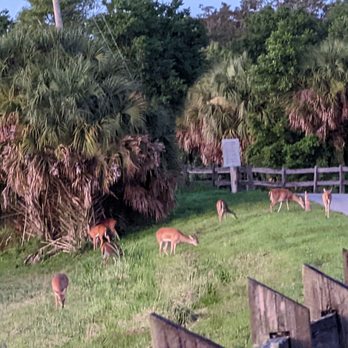 Rothenbach Park - Rothenbach deer in the AM. - Parks Near Me - Sarasota, Florida Rothenbach Park - Rothenbach deer in the AM. - Parks Near Me - Sarasota, Florida