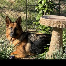 Alpha K-9 Obedience