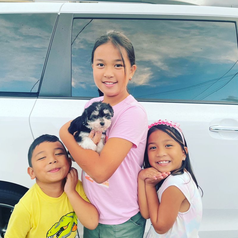 OAHU_PUPPIES 260 Photos & 18 Reviews Kaneohe, Hawaii Pet Breeders