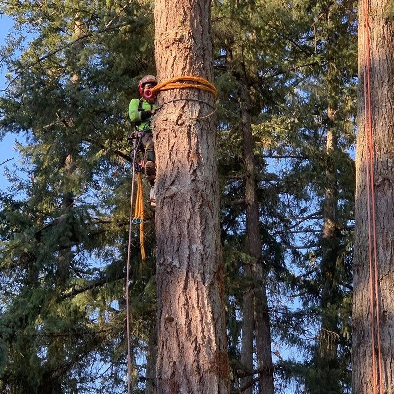 ALL ABOUT TREES Updated September 2024 173 Photos & 25 Reviews