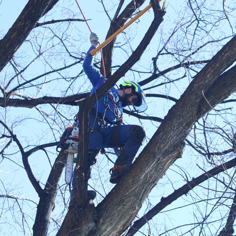 RENT A MONKEY TREE SERVICE Updated September 2024 20 Photos & 20 Reviews Salt Lake City