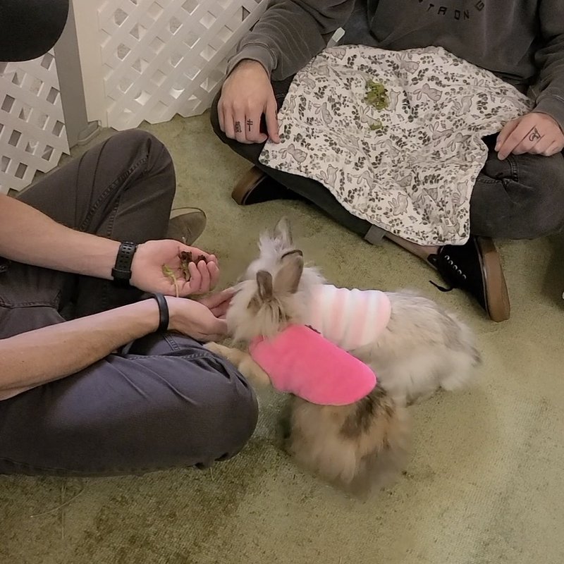 SNUGGLE BUNNY NASHVILLE 14 Photos 2630 York Rd, Nolensville