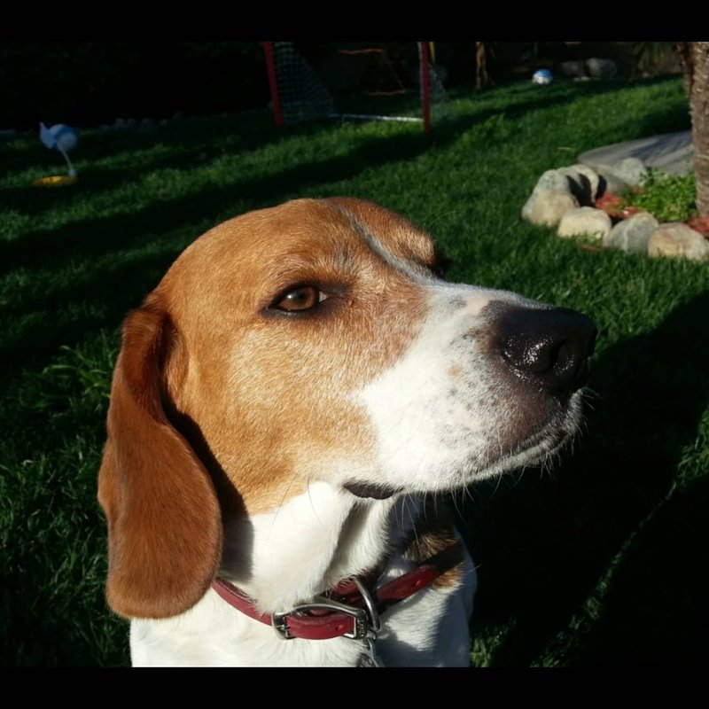 FOUNTAIN VALLEY EMERGENCY PET HOSPITAL Updated September 2024 35