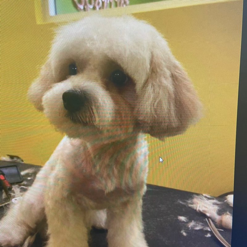 HEAD TO TAIL GROOMING Updated August 2024 148 Photos & 77 Reviews