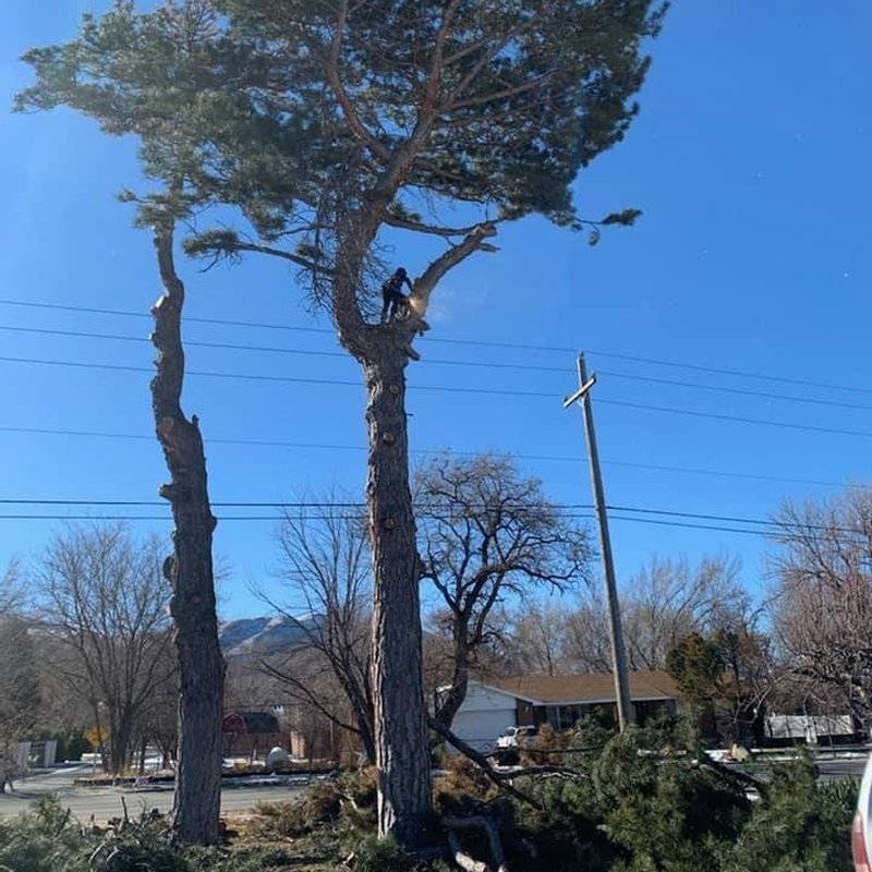 RENT A MONKEY TREE SERVICE Updated September 2024 20 Photos & 20 Reviews Salt Lake City