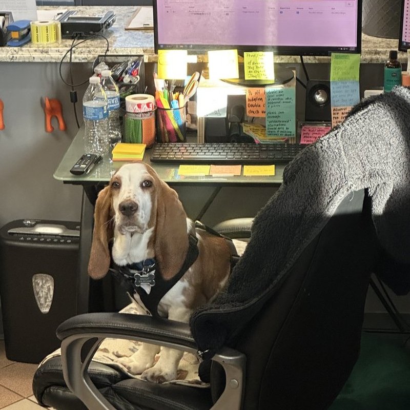 EL SEGUNDO PET RESORT Updated September 2024 66 Photos & 32 Reviews