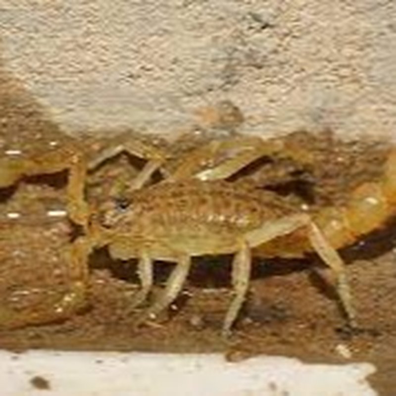 ECOGEN PEST CONTROL Updated August 2024 34 Photos & 381 Reviews