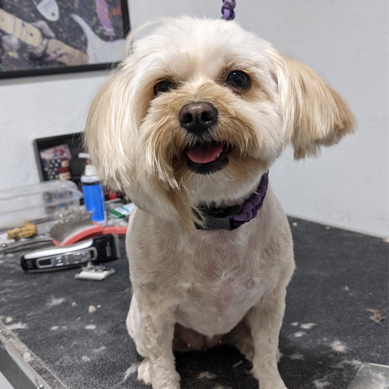 ELK GROVE MOBILE DOG GROOMING Request an Appointment Elk Grove