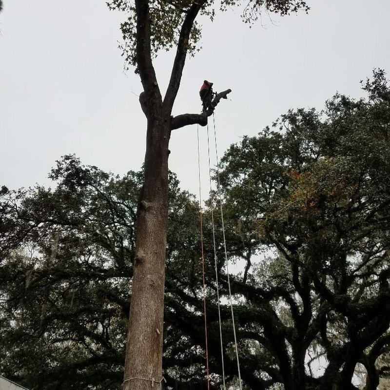 HOYER’S EXPRESS TREE SERVICE Updated September 2024 32 Photos