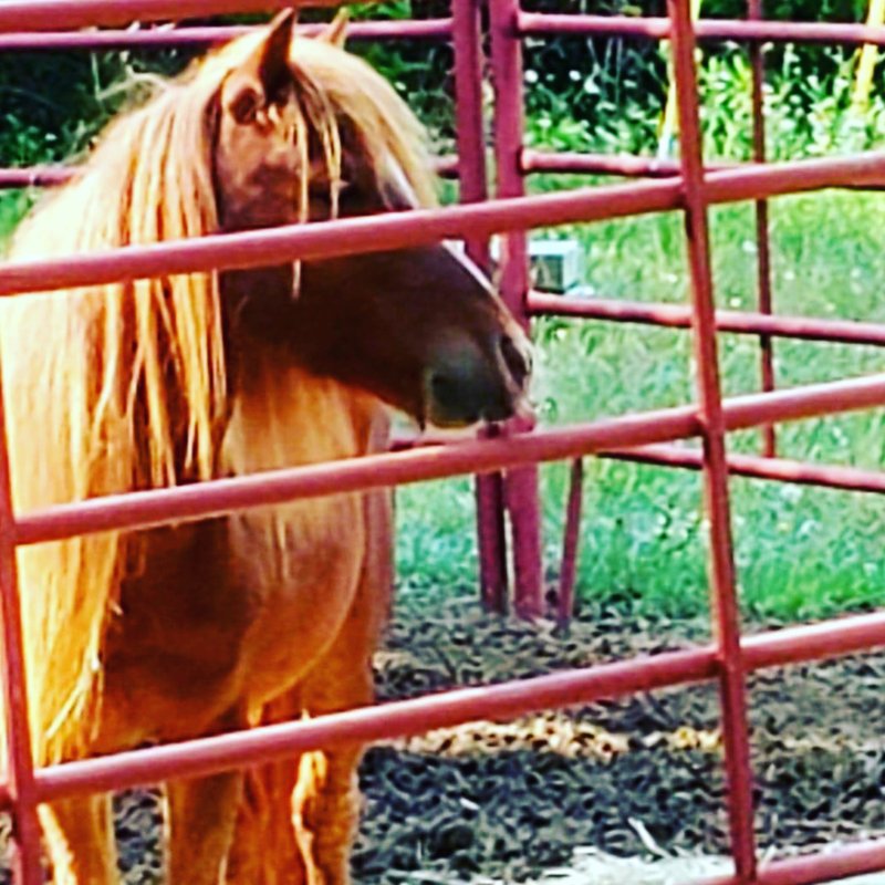 BLESSINGS RANCH OF CENTRAL TEXAS Updated September 2024 3800