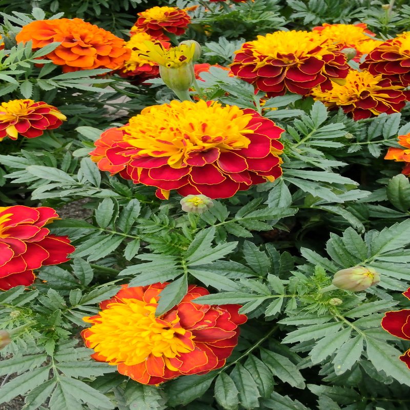 THE NEW CORN CRIB GREENHOUSE 200 Salt Point Tpke, Poughkeepsie, New